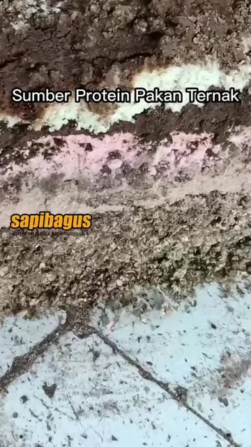 Sumber-Protein-Pakan-Ternak